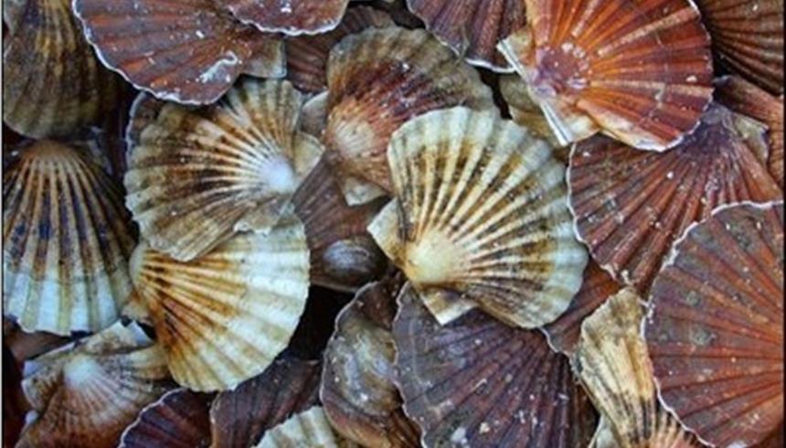 fete de la coquille saint jacque hotel le relais de launay loguivy paimpol